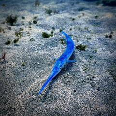 Underwaterphoto of a curious needle fish. From a scuba dive at the Canary islands.