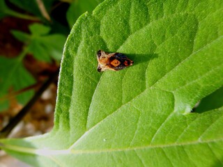 inseto borboleta noturna mariposa