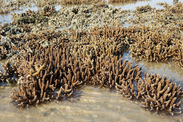 Staghorn coral reef at Naka island, Phuket Thailand. Selective focus with copy space