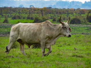 Novillo-Toro