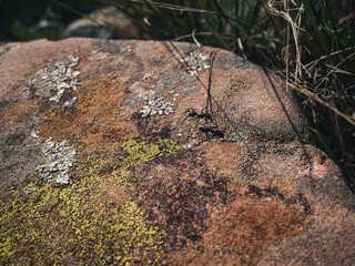 Rock with lichen