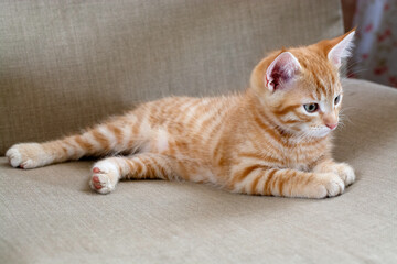 Sleepy ginger two-month-old kitten lies on a beige armchair
