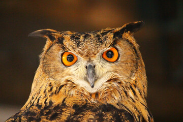 体の大きなユーラシアワシミミズクの顔