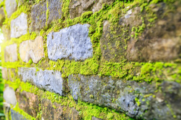Grey brick wall and growing green moss
