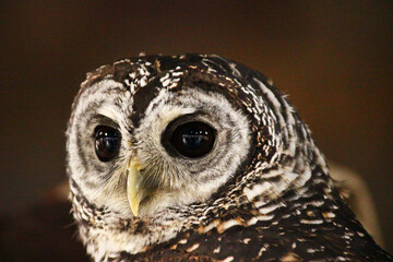 丸く黒い目が印象的なアカアシモリフクロウ
