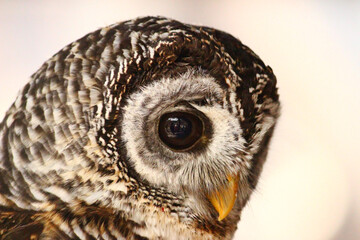 アカアシモリフクロウの横顔