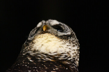 天井を見上げるアカアシモリフクロウ