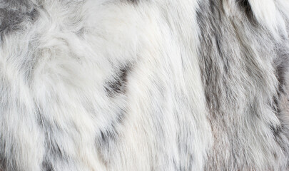 gray white fur texture close-up abstract backdrop background
