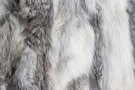 Macro Texture Gray Rabbit Fur Studio Stock Photo, Picture and Royalty Free  Image. Image 38242301.