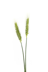 Ear of Wheat Isolated on White Background