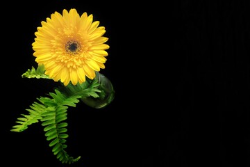 yellow gerber daisy flower on black background with selective focus on,​picture for background...