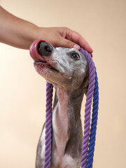 Portrait of a greyhound dog with a leash. handsome whippet in a photo studio