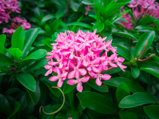 Beautiful pink West Indian Jasmine flowers or Pink spike flowers with green leaves and blurred background. Pink flower. nature background. 

Beautiful blooming pink needle flowers.