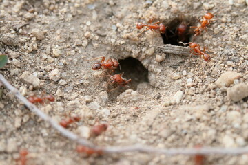 Close up of California Harvester ants coming and going from nest
