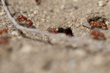 Close up of California Harvester ants 