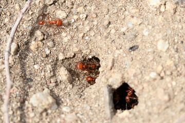 California Harvester Ants nest entrance