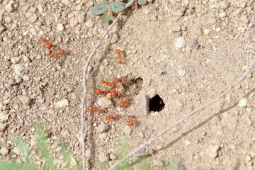 California Harvester Ants By entrance to nest