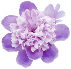 Purple peony  flower  on white isolated background with clipping path. Closeup. For design. Nature.