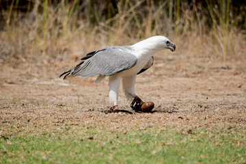 the sea eagle is holding a lore with food stuck in it
