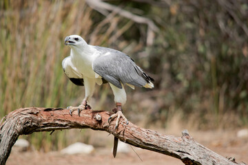 A distinctive bird, the adult white-bellied sea eagle has a white head, breast, under-wing coverts and tail. The upper parts are grey and the black under-wing ...