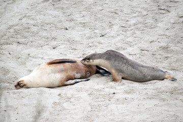 Fototapeta premium the mother sealion and her pup are on the beach at seal bay