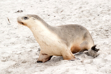 Naklejka premium the sea lion pup has sand on its body to potect from the cold