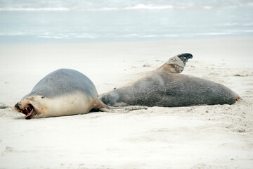 Fototapeta premium the sea lion is complaining it looks like the pup bit down too hard