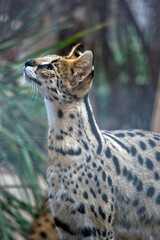 the serval  is a wild cat native to Africa