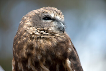 this is a close up of a  southern boobook owl