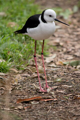 the black winged stilt is a tall bird with slender legs