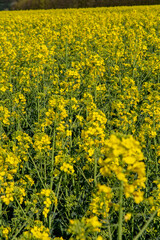 Flowering rapeseed , canola or colza. Yellow flowers of Brassica Napus. Blooming rapeseed. Plant for green energy and oil industry. Biodiesel.