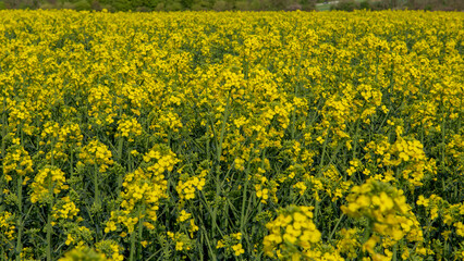 Obraz premium Flowering rapeseed , canola or colza. Yellow flowers of Brassica Napus. Blooming rapeseed. Plant for green energy and oil industry. Biodiesel.