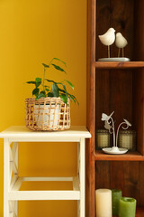 Ficus benjamina in pot on table and shelving unit near yellow wall