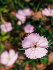 Close up shot of pink cosmos flower