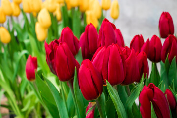 Colorful fresh tulips in park. Spring Tulip Festival. Bright flowers.