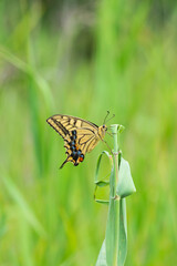 葦に留まるキアゲハ