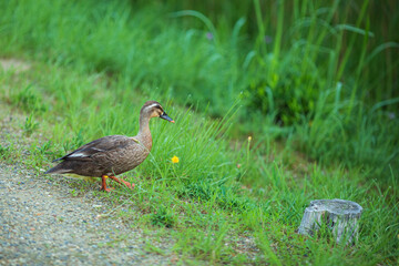 歩いているカルガモ