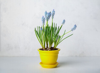 Pot with blooming grape hyacinth (Muscari) on light background