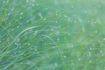 イネ科の雑草の朝露