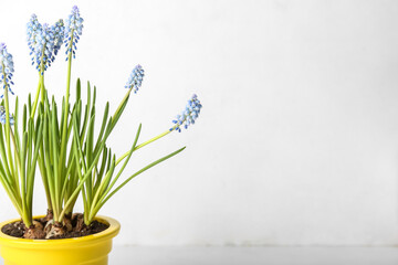 Pot with blooming grape hyacinth (Muscari) on light background