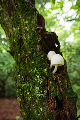 マルミノヒガサタケ