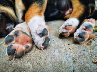 foot of sleeping puppy in closeup
