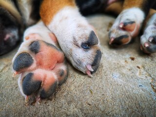 foot of sleeping puppy in closeup