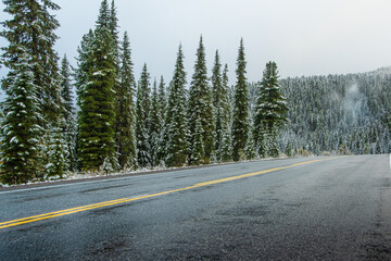 Asphalted wet road with yellow dividing stripes. Danger of ice, slippery pavement. Spruce branches are covered with frost after snowfall. Car ride among conifers.