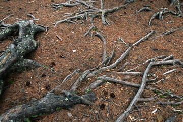 Tangle of coniferous roots on ground covered with yellow dry needles. Old tree receives nutrients from soil surface. Branches dried up, lost their bark from weather and wind. Symbol of survival