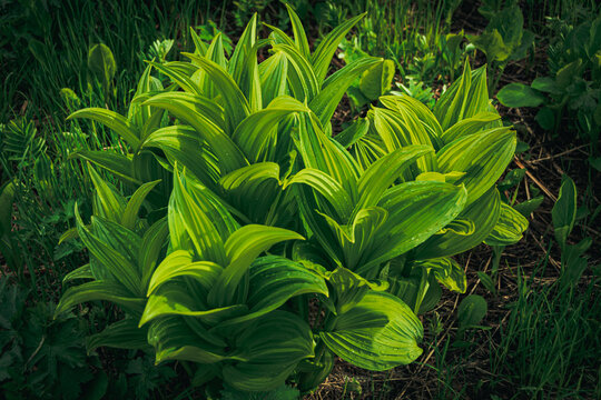 Bright green Veratrum with wide ribbed leaves in wild clearing. Plant is poisonous, contains alkaloid. Perennial grass with tall stem