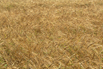 Field of ripe wheat. Stems as background. Growing cereals on farm for grain, ingredient in millet flour.