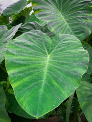 The Colocasia leaf elephant-ear taro cocoyam dasheen has a beautiful green color and pattern.