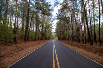 Fototapeta premium Winding Road in Woodlands