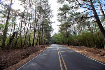 Naklejka premium Winding Road in Woodlands